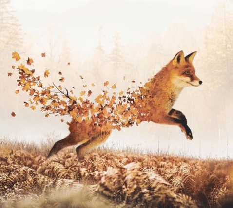 Fox made of maple leaves