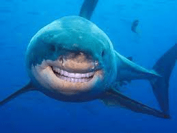 Replace shark teeth