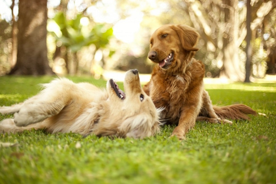 dog playing time-lapse video