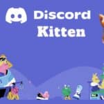 Discord Kitten