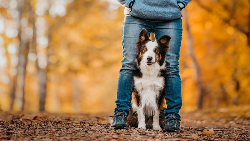 Elevate Your Dog Photography